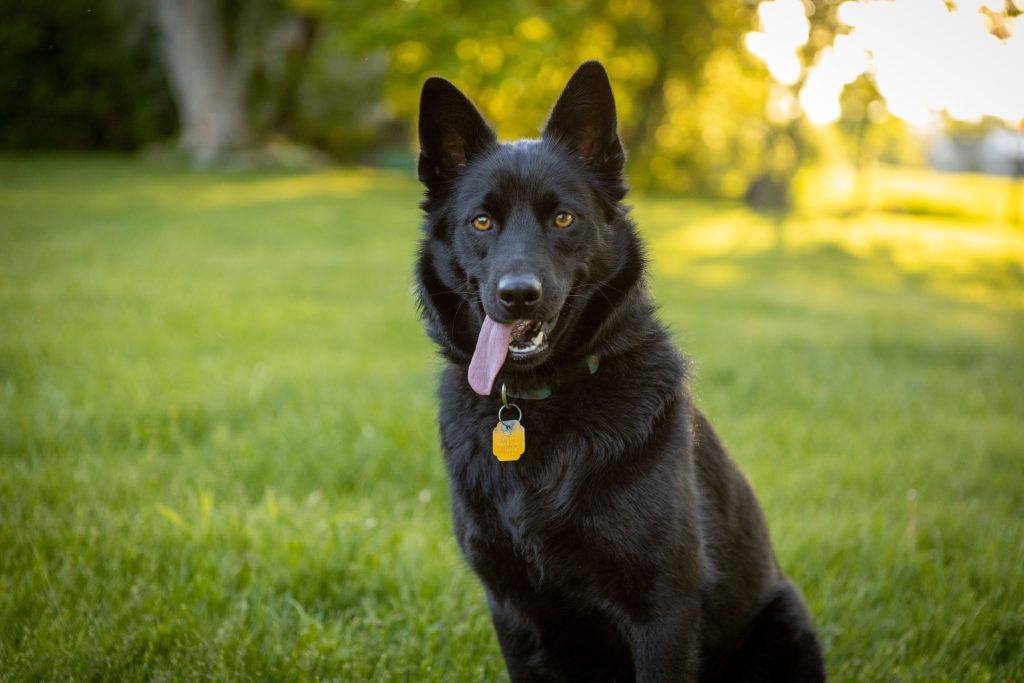 Black dog in beautiful backyard