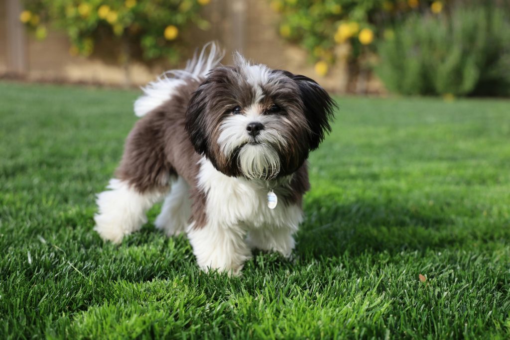 Happy little dog enjoying the backyard