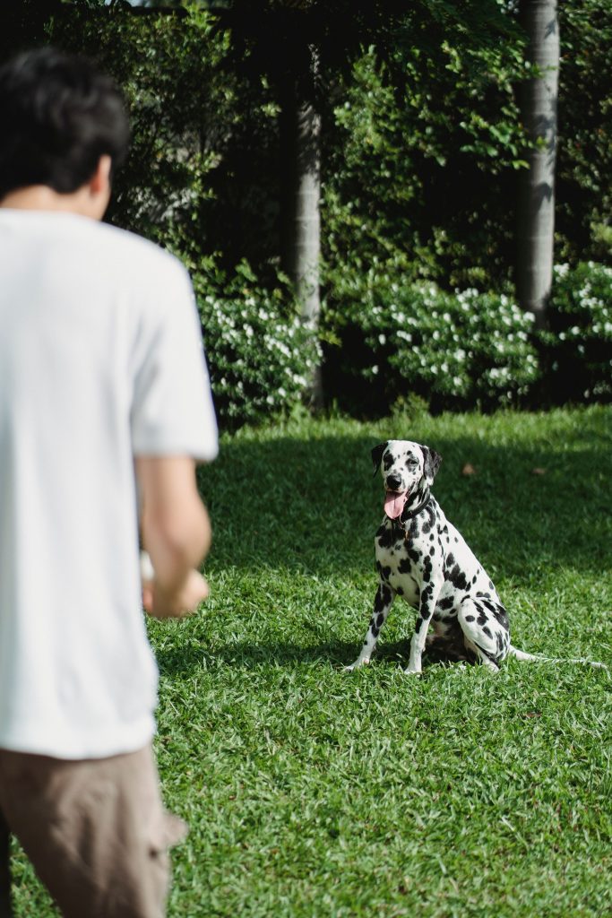 Dalmation dog sitting in yard
