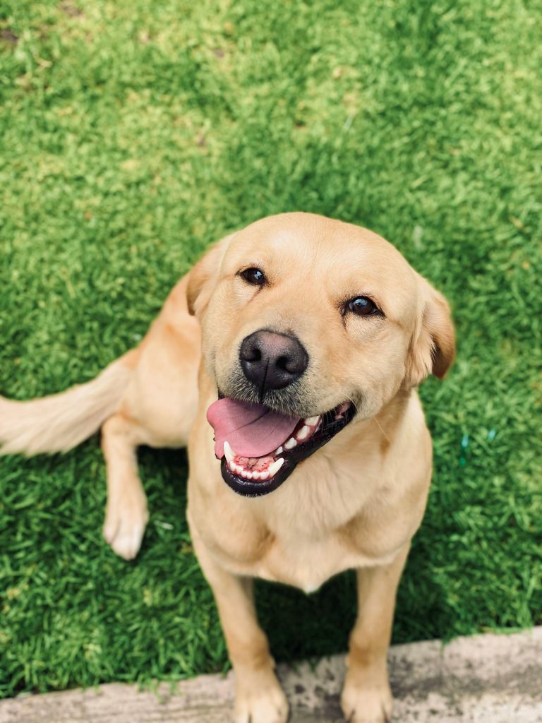 happy gold dog looking at the camera