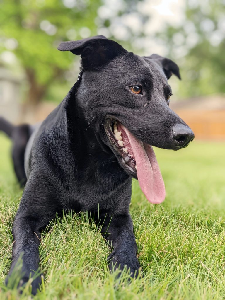 Happy black dog in poop free backyard