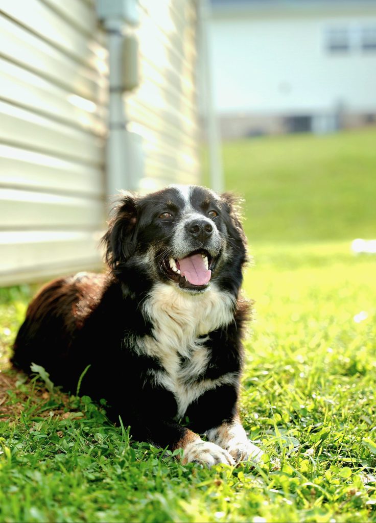 Dog laying a poop free backyard in Round Rock TX
